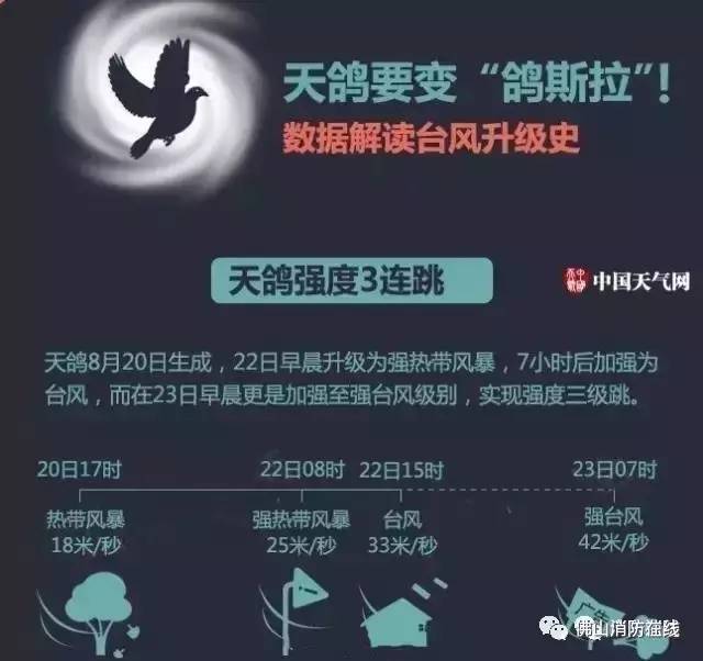 搜鸽最新，探索前沿信息与技术发展