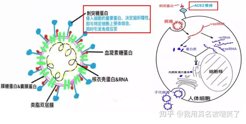 最新肺炎拐点，希望与未来的交汇点