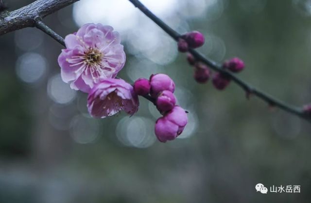 寒梅最新恨——雪中的哀思与坚毅