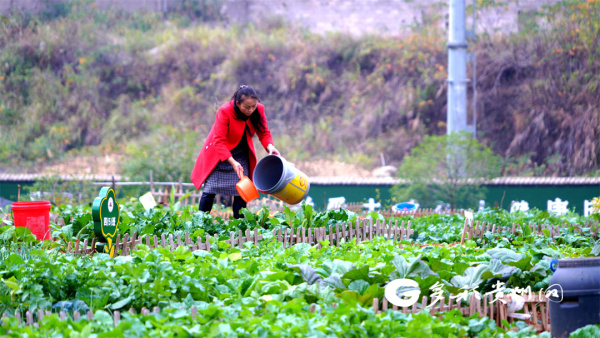 最新菜地浇水技术与实践